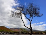 Windswept tree, La Perouse Bay, Maui, Hawaii  