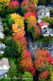 fall colors in Central District Seattle 