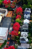 fall colors in Central District Seattle  