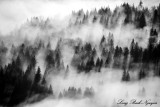 foggy forest, Fall City, Washington 