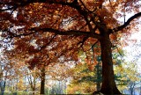 fall foliages, Lake McBride, Solon, Iowa