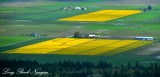 Daffodil Fields, Skagit Valley, Mt Vernon, Washington 