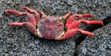 Red Crab, Big Island, Hawaii