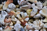 Coral, Kekaha Kai State Park, Big Island, Hawaii