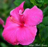 Pink Hibiscus