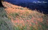 golden grass at sunset, Waikoloa Highway, Big Island, Hawaii  