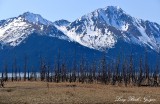 Dead Trees, Turnagain Arm, Mount Alpenglow, Girdwood, Alaska