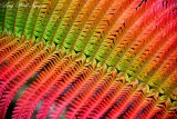 Fern