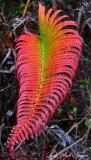 Colorful Fern, Big Island, Hawaii
