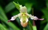Orchid Royal Botanic Garden Edinburgh UK 