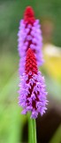 Red and Pink Flower Royal Botanic Garden Edinburgh UK