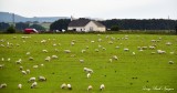 field of sheep