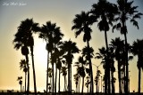 Palm Trees at Balboa State Park California  