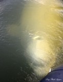 Beluga Whale Churchill River Churchill Canada