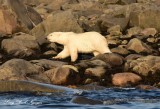 Happy Polar Bear Hudson Bay Churchill Canada  