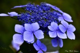 Blue Hydrangea 