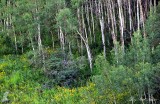 White forest, Colorado 