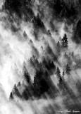 Black and White Forest