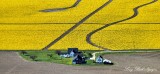 Farm and Daffodils, Mount Vernon, Skagit Valley, Washington State