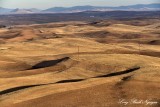 Golden Field in Palouse Hills Washington State