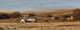 Homestead in Palouse Hills, Rosalia, Washington State  