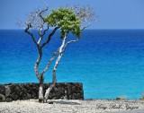 Wind Swept Tree, Maniniowali Beach, Kailua-Kona, Big Island, Hawaii  