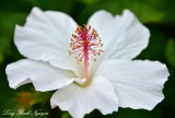 White Hibiscus, Big Island, Hawaii