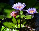 Water Lillies, Big Island, Hawaii 