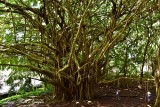 Banyon Tree, Rainbow Falls, Hilo, Hawaii