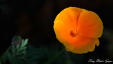 Poppies