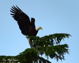 Eagle in Barkley Sound Vancouver Island Canada    