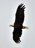 Eagle in Effingham Inlet Vancouver Island Canada    