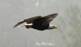 Eagle in Effingham Inlet Vancouver Island Canada  
