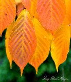 Orange leaves Seattle 069