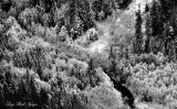 Freezing Forest on Nooksack River, Mount Baker National Forest, WA   