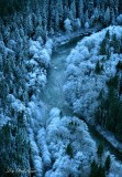 Frozen Trees in Middle Fork Snoqualmie River, Cascade Mountains, WA 031