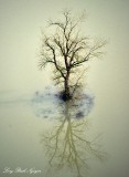 Tree in Flood Field, Snoqualmie River Valley, Carnation, Washington 124