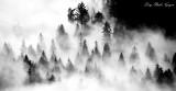 Dense Fog over Snoqualmie River Valley 344 