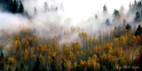 Last of fall colors, Snoqualmie River Valley 296 