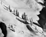 Standing Tall in Deep Snow, Cascade Mountains, Washington 081