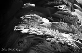 White Trees on Shuksan Arm, Mt Shuksan, North Cascades Mountain Washington 314  