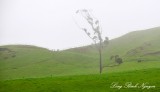 Tree in Green Field North Island New Zealand 301  