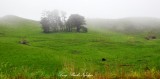Green Field and Farm North Island New Zealand 304  
