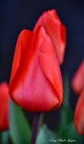 Red Tulip