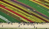 Tulip Town Skagit Valley Tulip Festival Mount Vernon Washington 424 