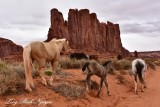 Horses at Elephant Butte Monument Valley Navajo Tribal Park Arizona 945