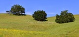 Trees in Mount Diablo State Park Walnut Creek California 288 