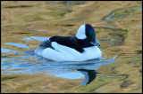 Bufflehead Duck