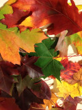 Leaves from the yard.
