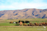 Along State Highway 8 to Christchurch